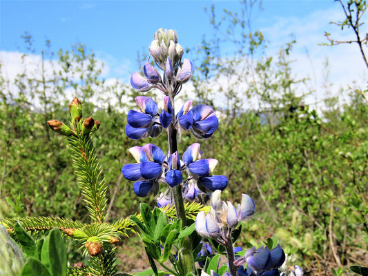 Photo Arctic Lupine Wildflower Alaska