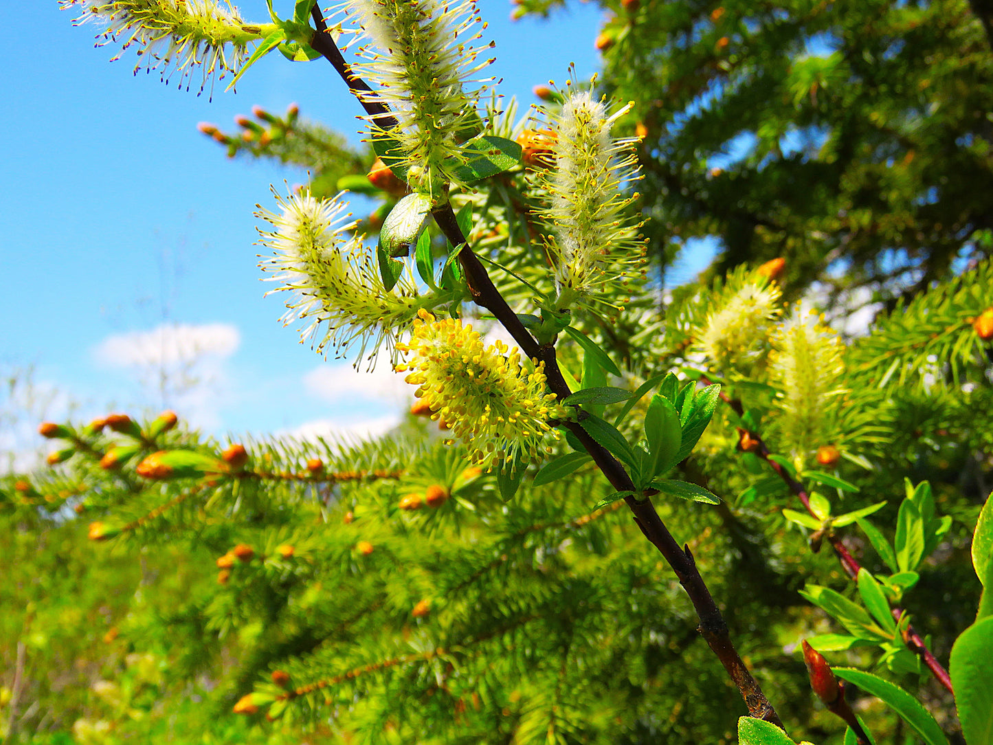 Photo Wildflowers Looking Like Caterpillars Alaska