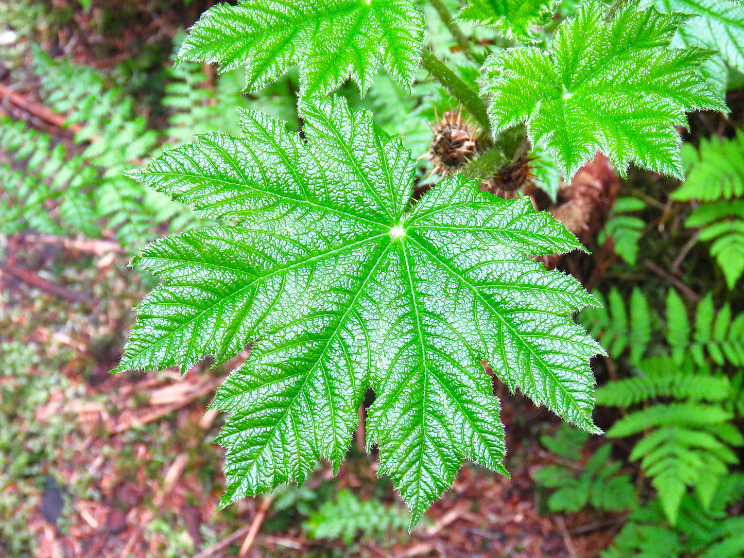 Photo Large Vibrant Green Leaves in Alaska