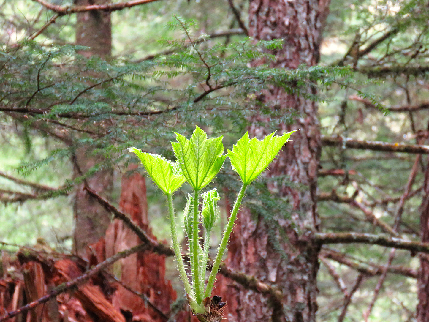 Photo New Spring Vibrant Green Leaves in Alaska