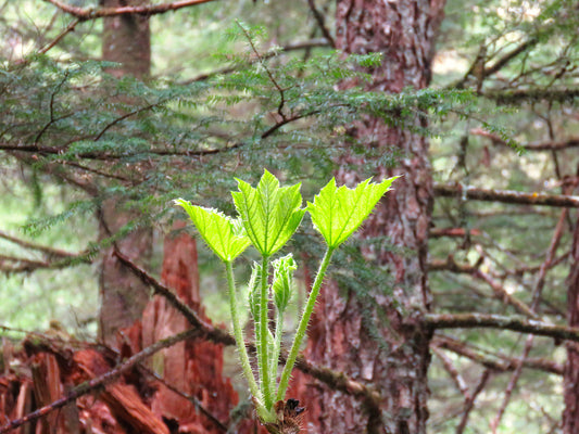 Photo New Spring Vibrant Green Leaves in Alaska