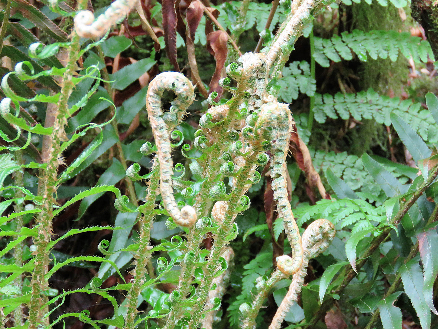 Photo Seahorse Looking Plant Alaska