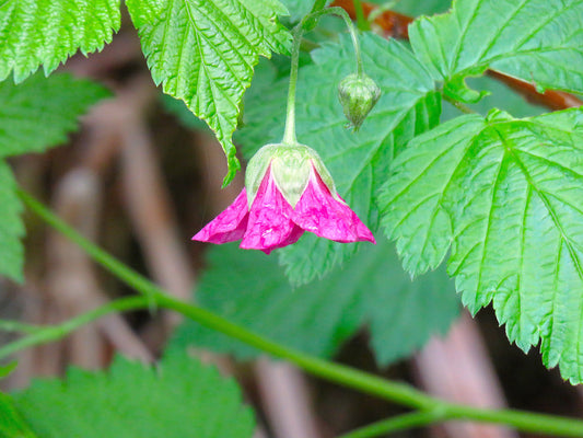 Photo Salmonberry Wildflower and Vibrant Green Leaves in Alaska