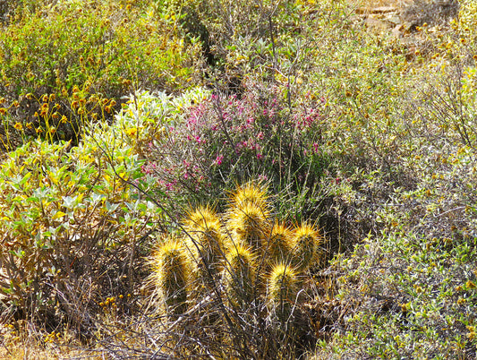 Photo Desert Cactus and Misc. Desert Plants Cave Creek Arizona