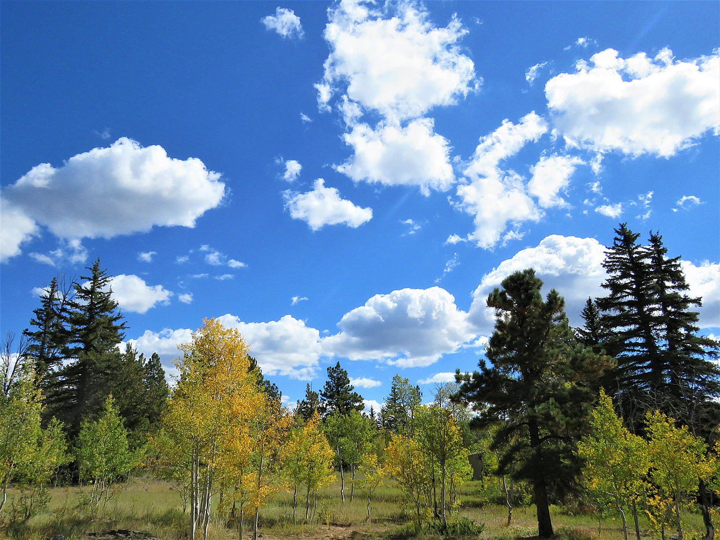 Photo Autumn Aspen and Pine Trees Blue Sky Clouds Duck Lake Duck Creek Village Utah