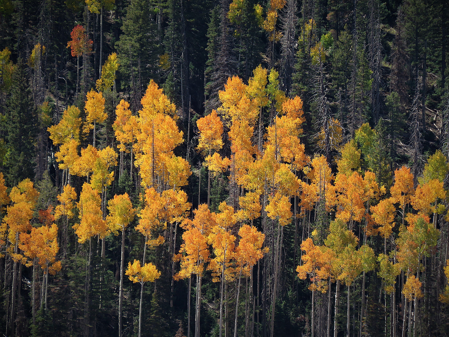 Photo Autumn Aspens Brilliance Amidst Pine Trees Mojave Lake Utah