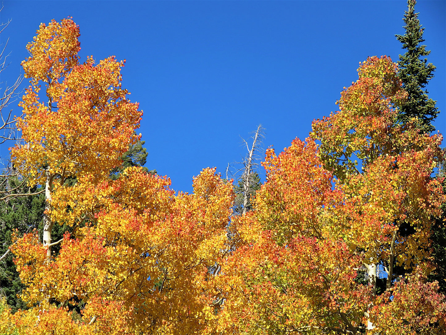 Photo Autumn Aspens Awash in Glorious Color Duck Creek Village Utah