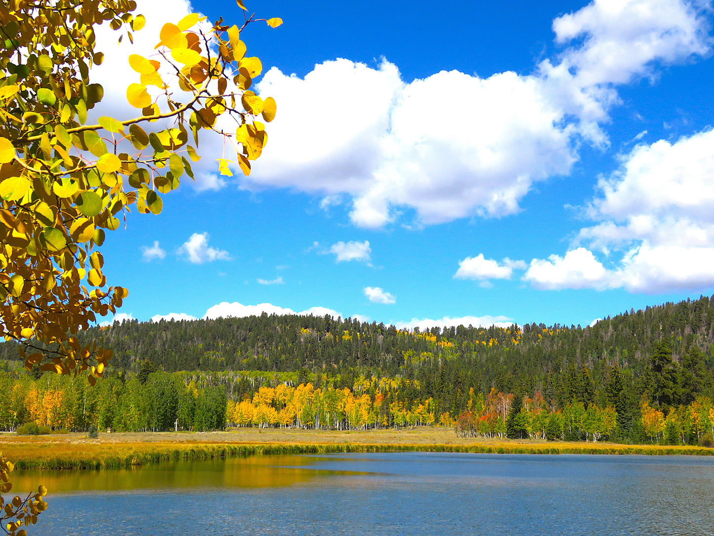 Photo Autumn Aspens Pines Duck Lake Duck Creek Village Utah