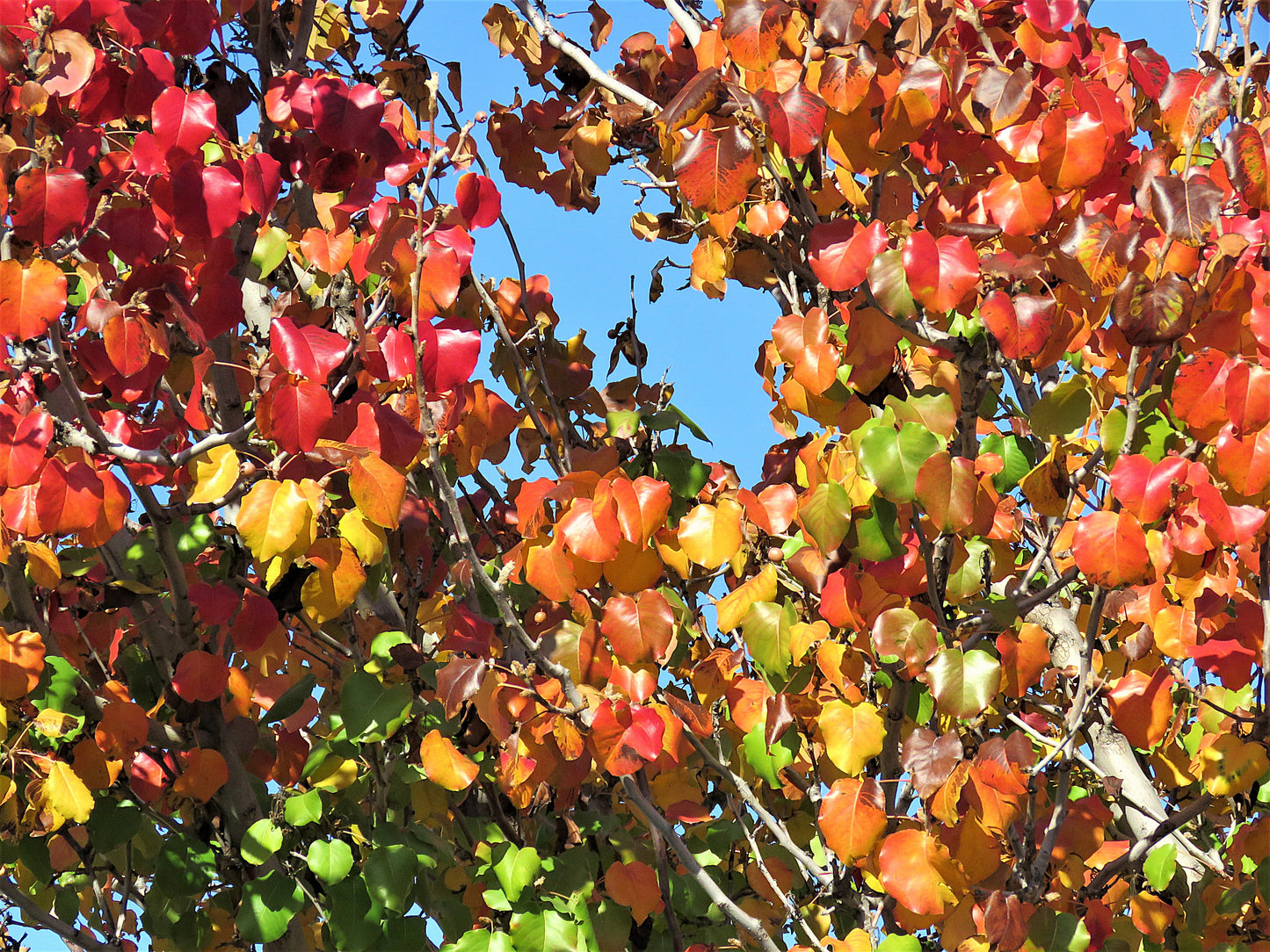 Photo Autumn Leaves Blue Sky in San Bernardino