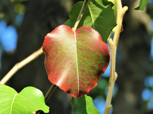 Photo Autumn Single Leaf Blue Sky in San Bernardino