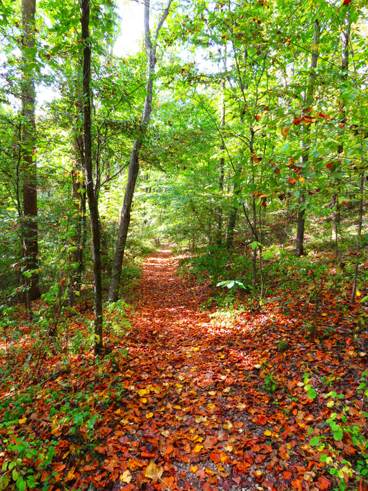 Photo Carpet of Autumn Leaves on Trail in Tennessee