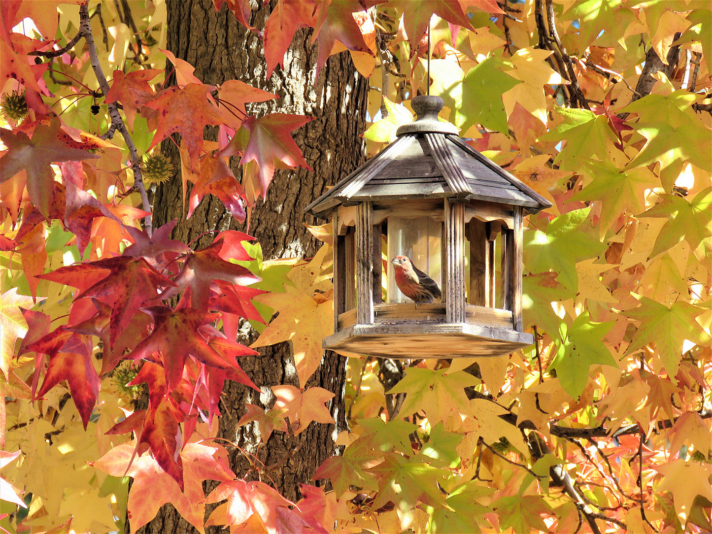 Photo Autumn Liquid Amber Maple Tree Bird Feeder Yucaipa California