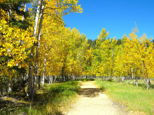 Photo Autumn Aspen Splendor Peaceful Trail Duck Creek Village Utah