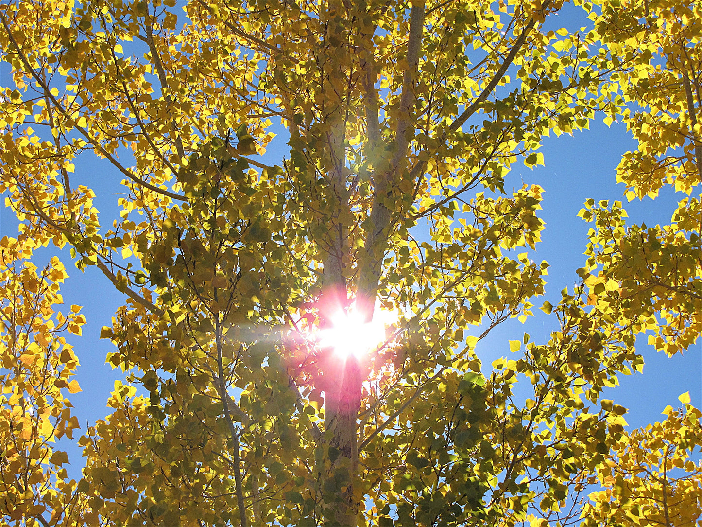 Photo Autumn Yellow Leaves Trees Sunshine Big Bear California