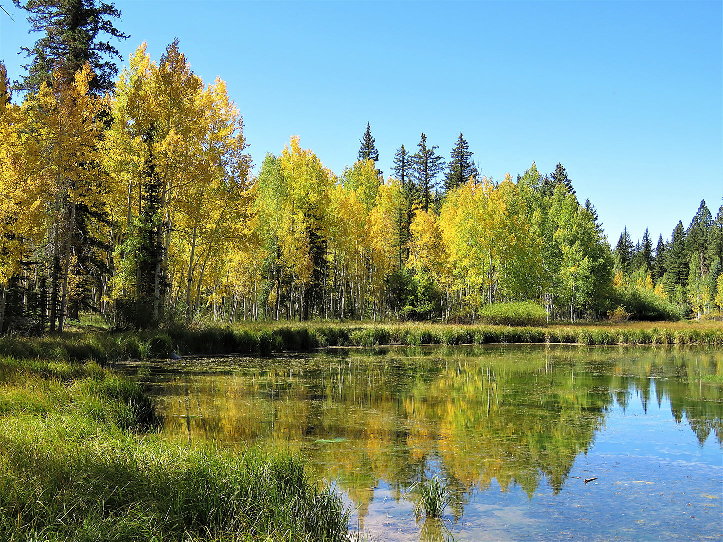 Photo Autumn Aspens at Aspen Mirror Lake Duck Creek Village Utah