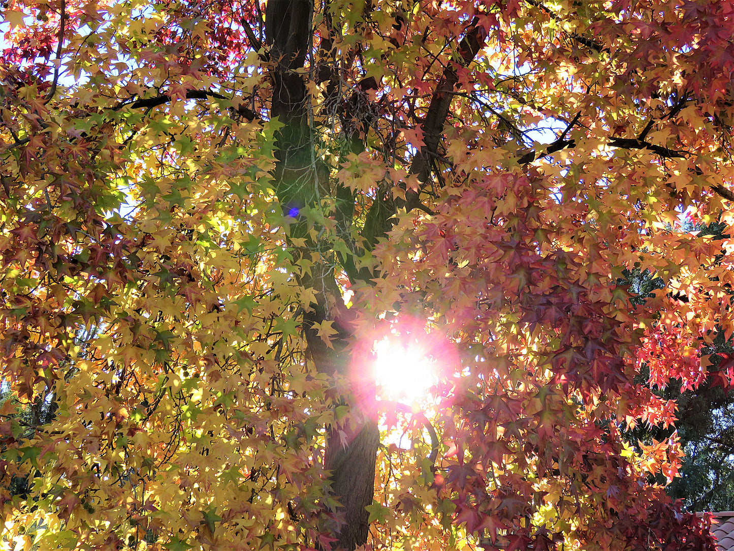 Photo Autumn Liquid Amber Maple Tree with Sun Shining Through Yucaipa California