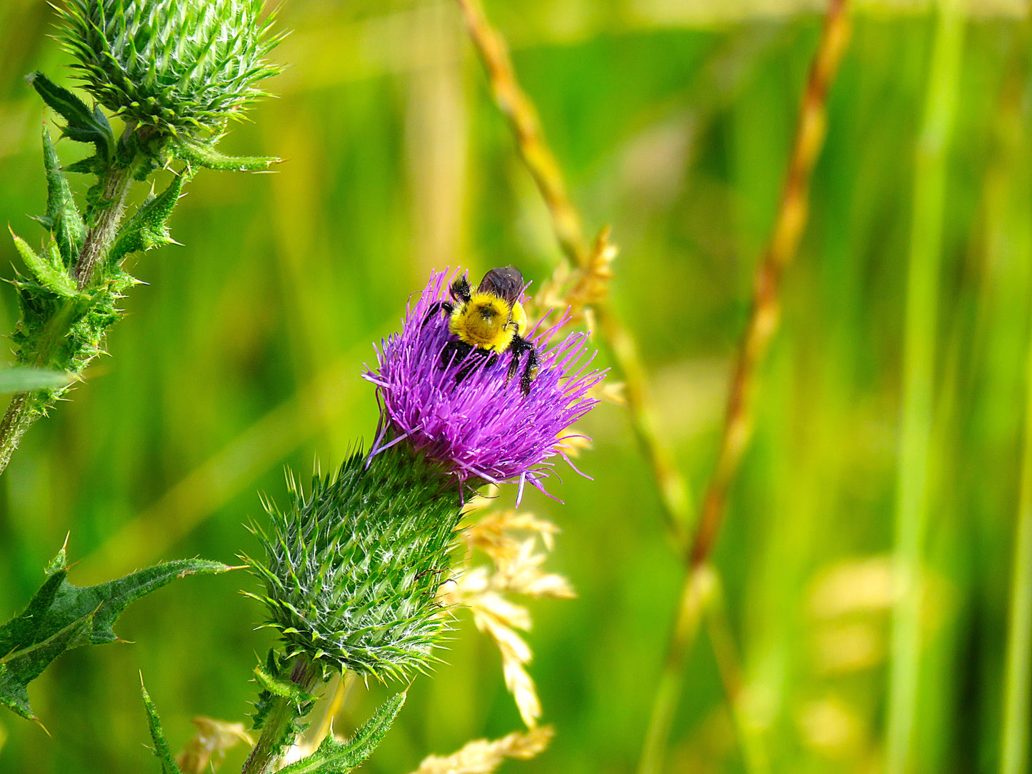 Photo Bee Golden Northern Bumblebee Plumeless Thistle Duck Creek Village Utah