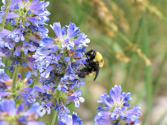 Photo Bee Golden Northern Bumblebee Penstemon Flower Duck Creek Village Utah