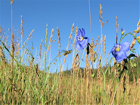 Photo Bee Yellow Jacket Flying to Blue Flax Wildflower Duck Creek Village Utah