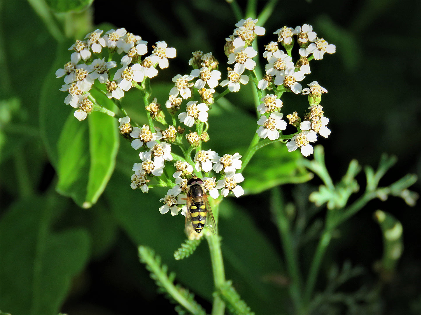 Photo Bee on Heart Shaped Common Yarrow Plant Yucaipa California