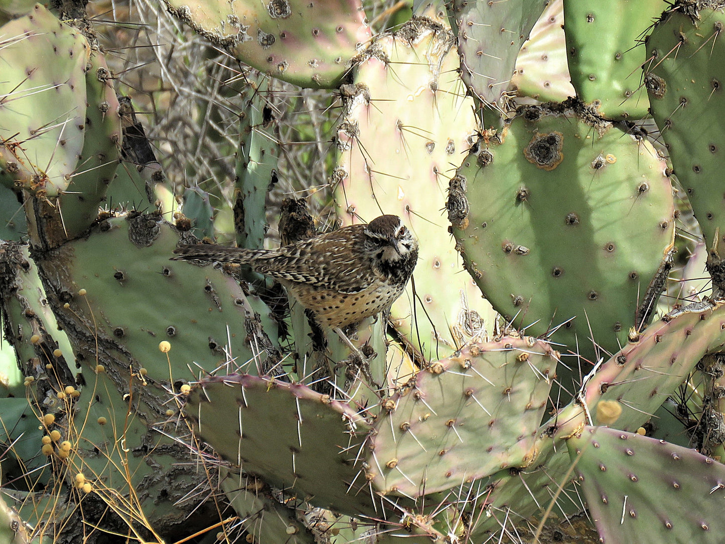 Photo Cactus Wren on Cactus Cave Creek Arizona