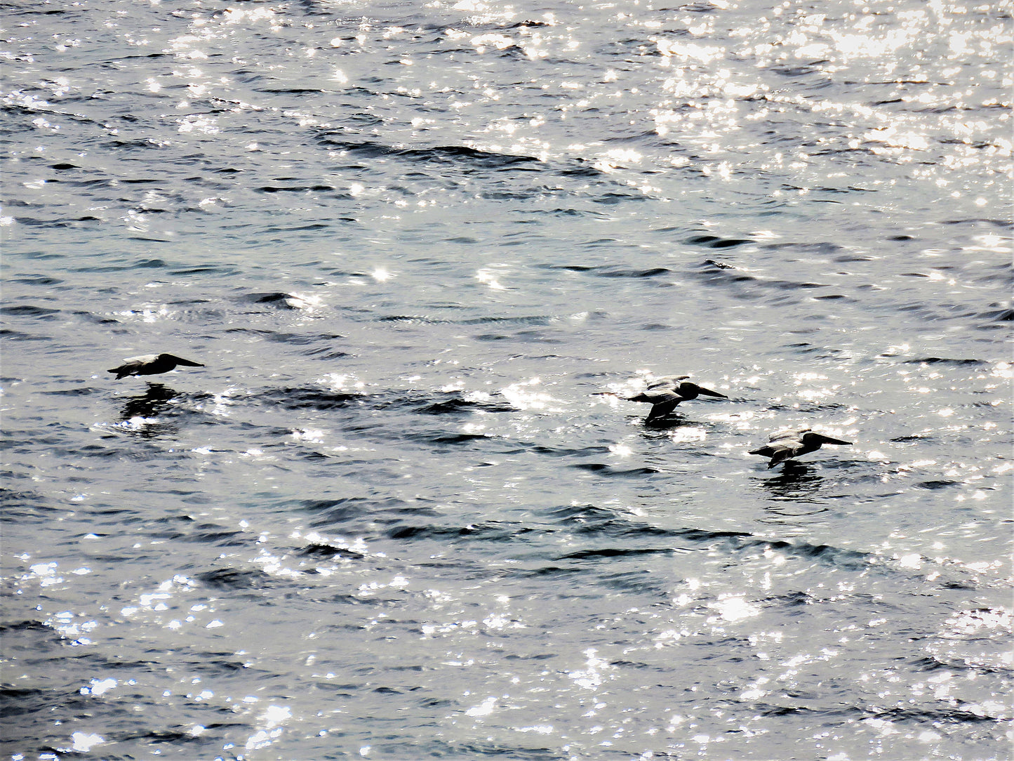 Photo Three Pelicans Skimming Over Waves Crystal Cove California