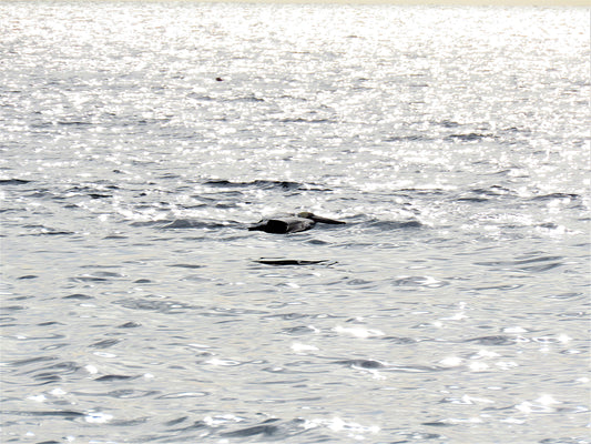 Photo Pelican Skimming Over Waves Crystal Cove California