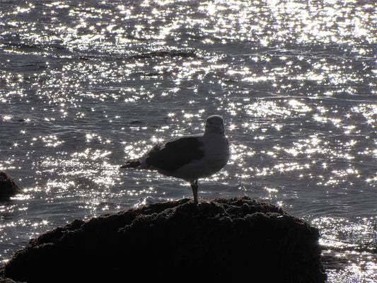 Photo Seagull Silhouette Shimmering Sea Crystal Cove Beach California