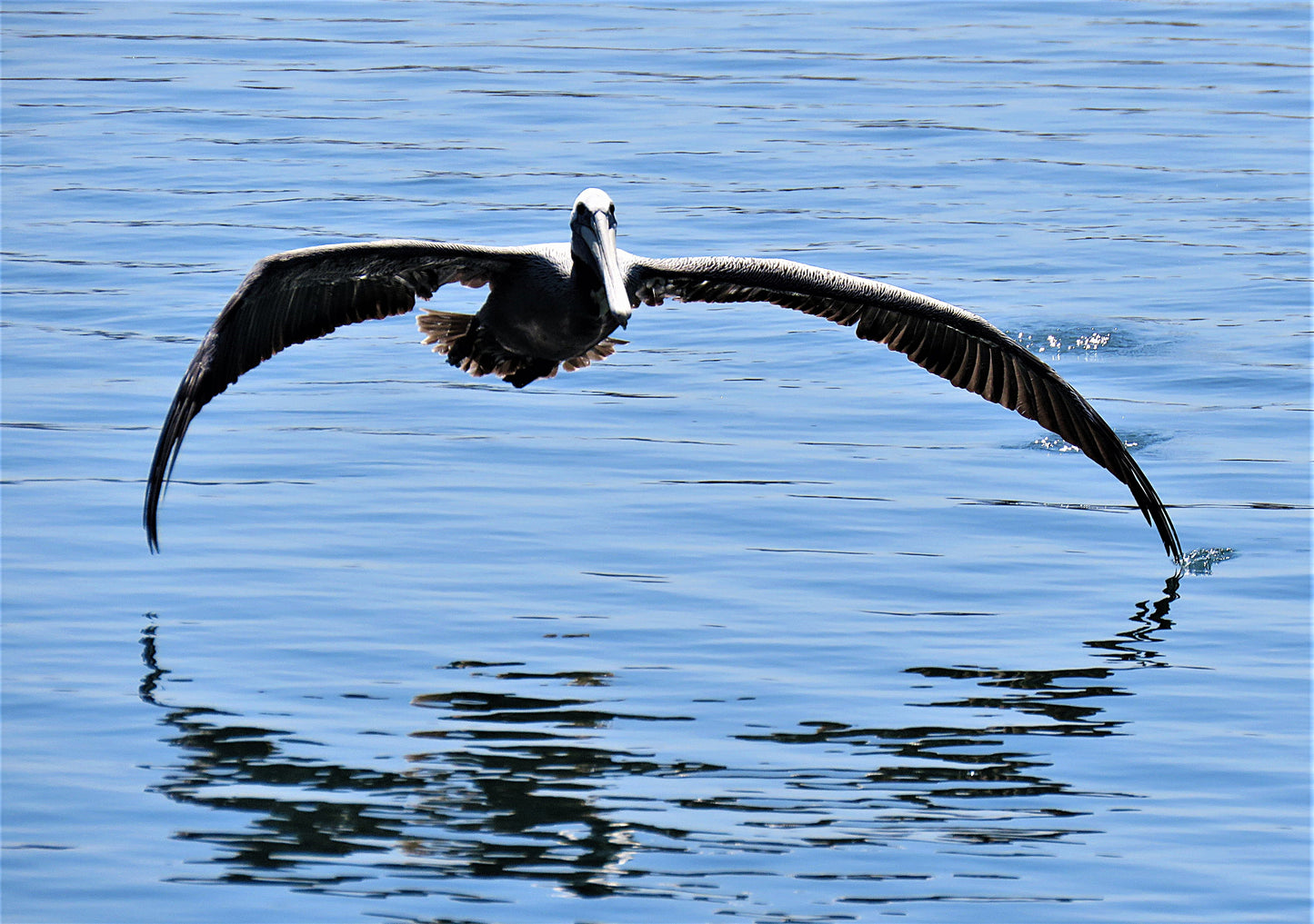 Photo Graceful Pelican hovering Over Bay Water Dana Point California