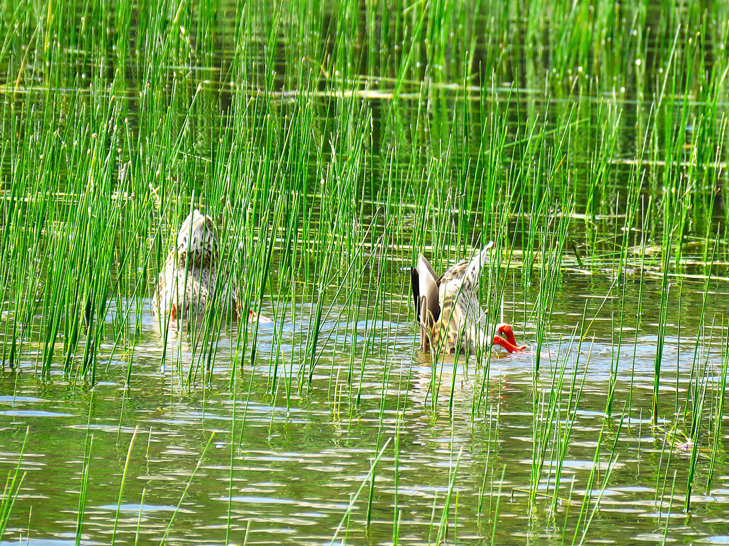 Photo Ducks Bottoms Up Silver Lake Brighton Ski Resort Utah