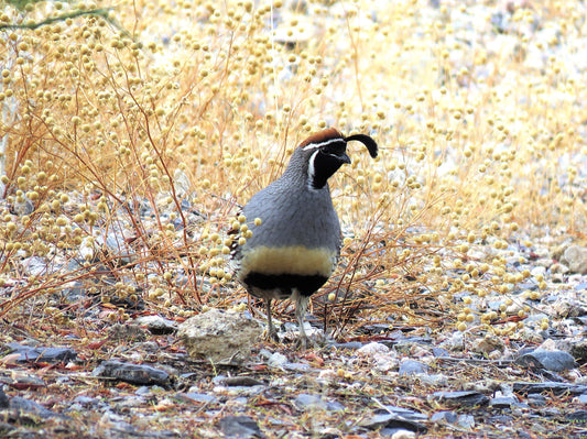 Photo Gamble's Quail Cave Creek Arizona