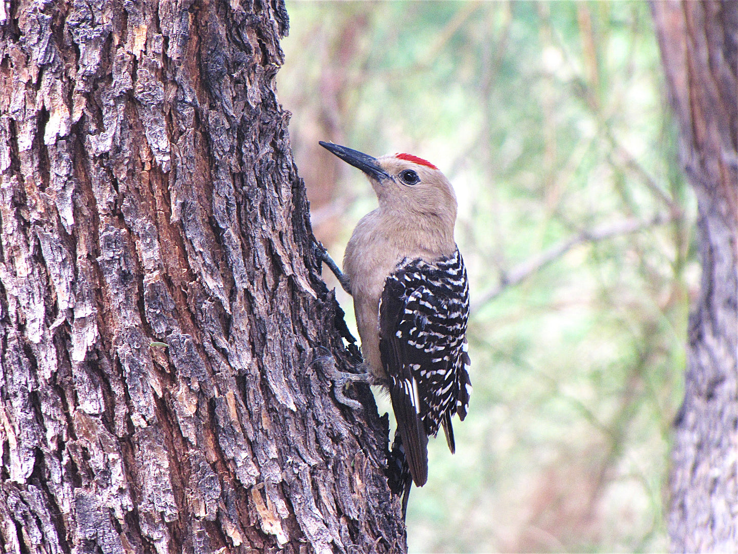 Photo Gila Woodpecker on Tree Cave Creek Arizona