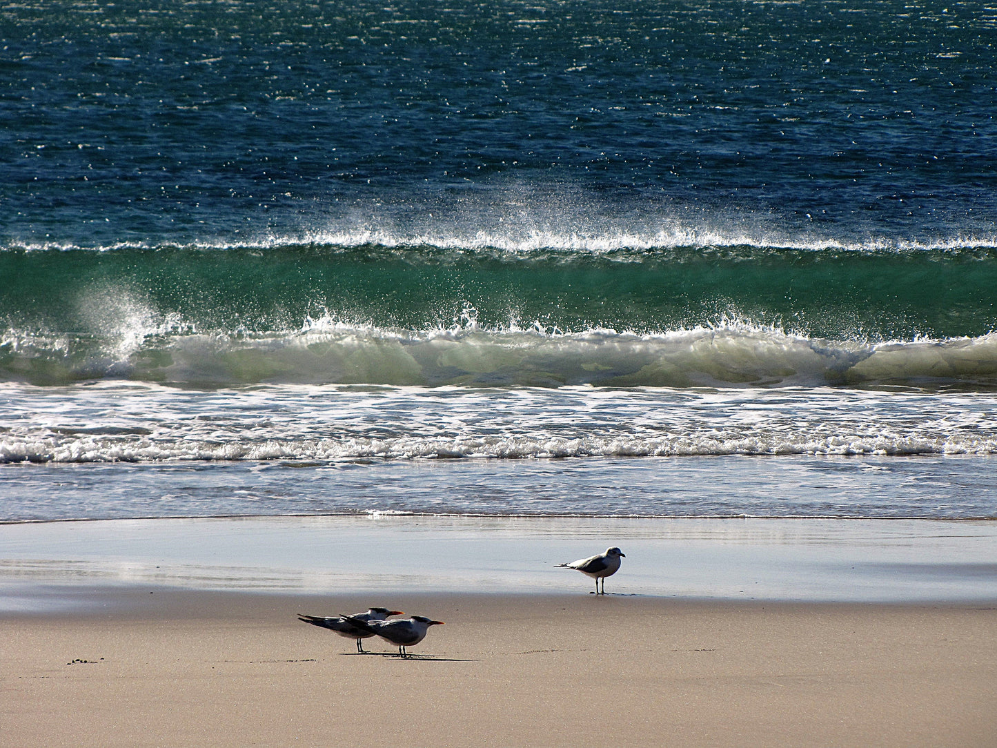 Photo Three Seagulls with Two at Attention and Waves Oceanside California