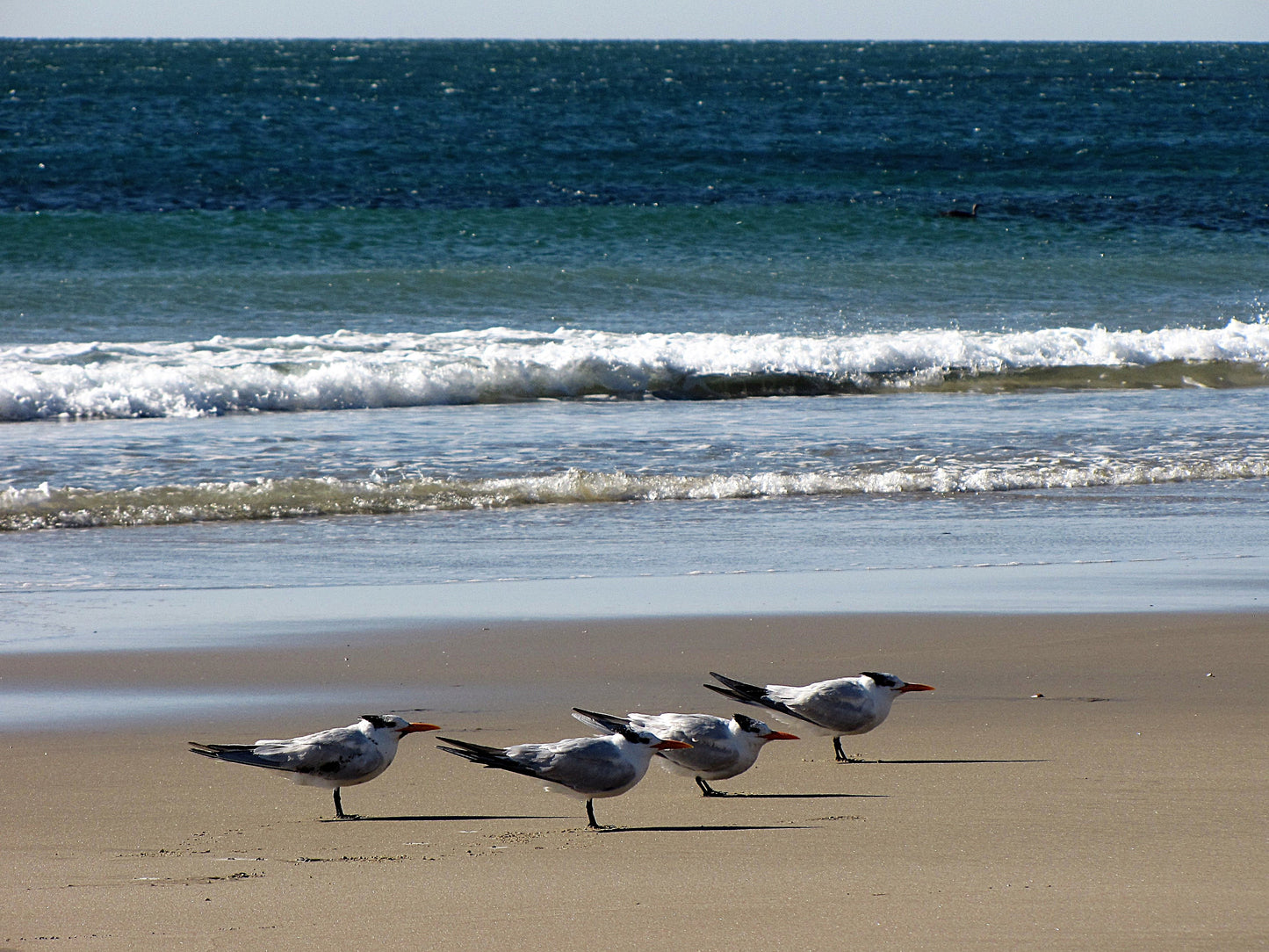 Photo Four Seagulls at Attention Beach Waves Oceanside California