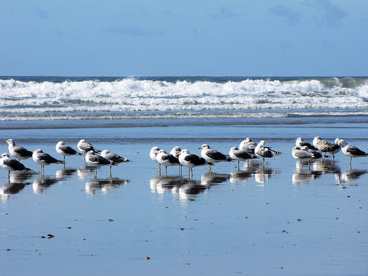 Photo Seagulls Slumbering Beach Waves Oceanside California