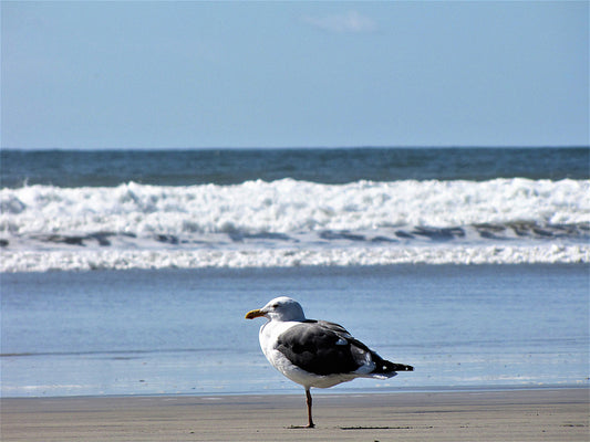 Photo Solitary Seagull Resting Beach Waves Oceanside California