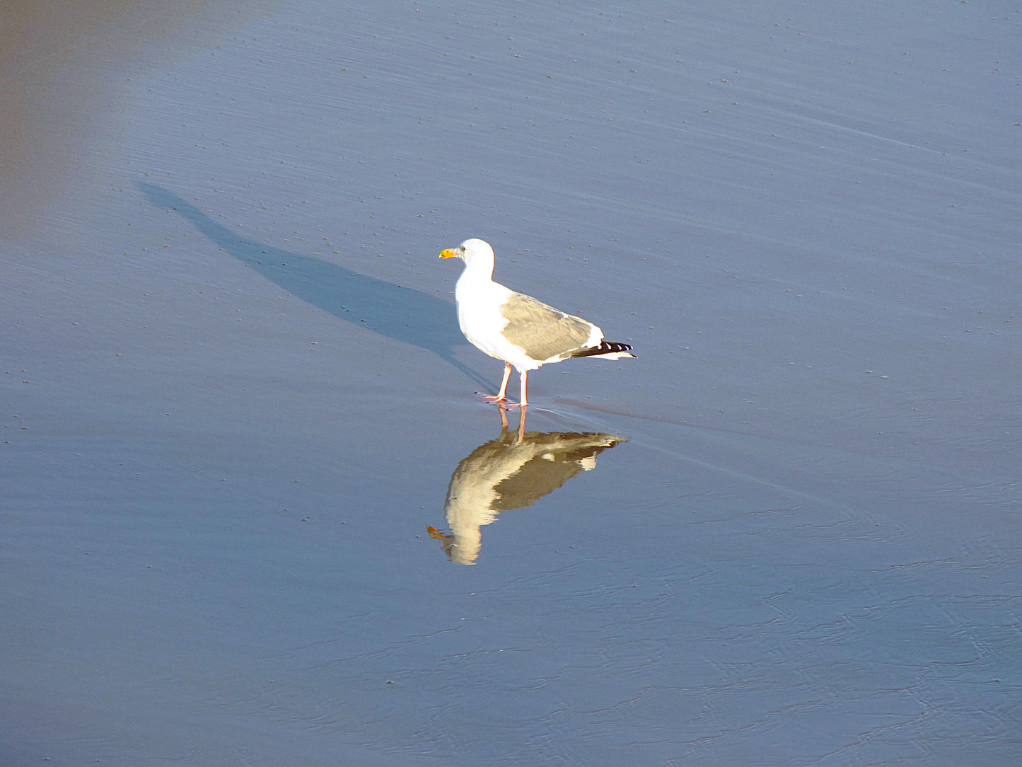 Photo Seagull in Triplicate Beach Balboa Island California