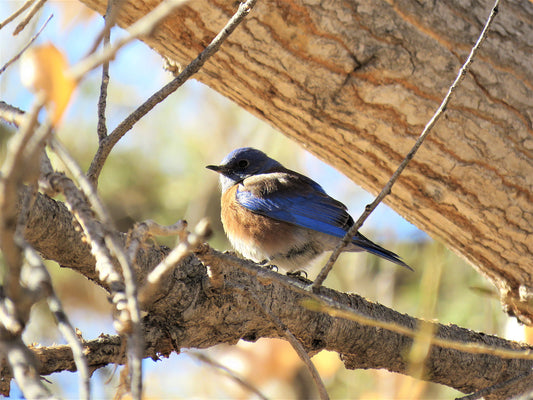 Photo Western Blue Bird in Tree Sedona Arizona