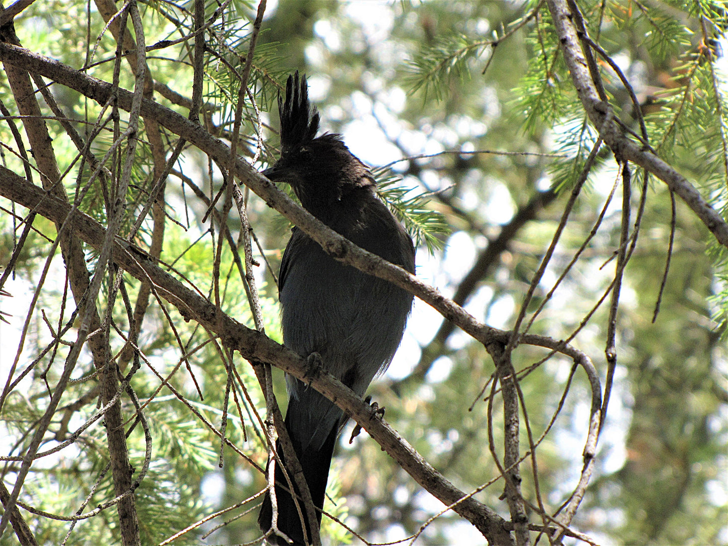 Photo Stellers Jay Silhouette in Pine Tree Duck Creek Village Utah