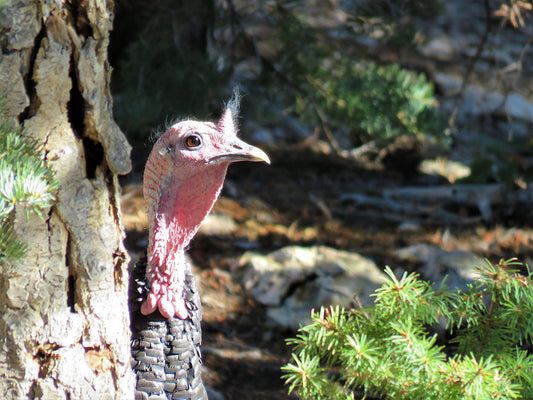 Photo Wild Turkey Head Pine Tree Trunk Duck Creek Village Utah