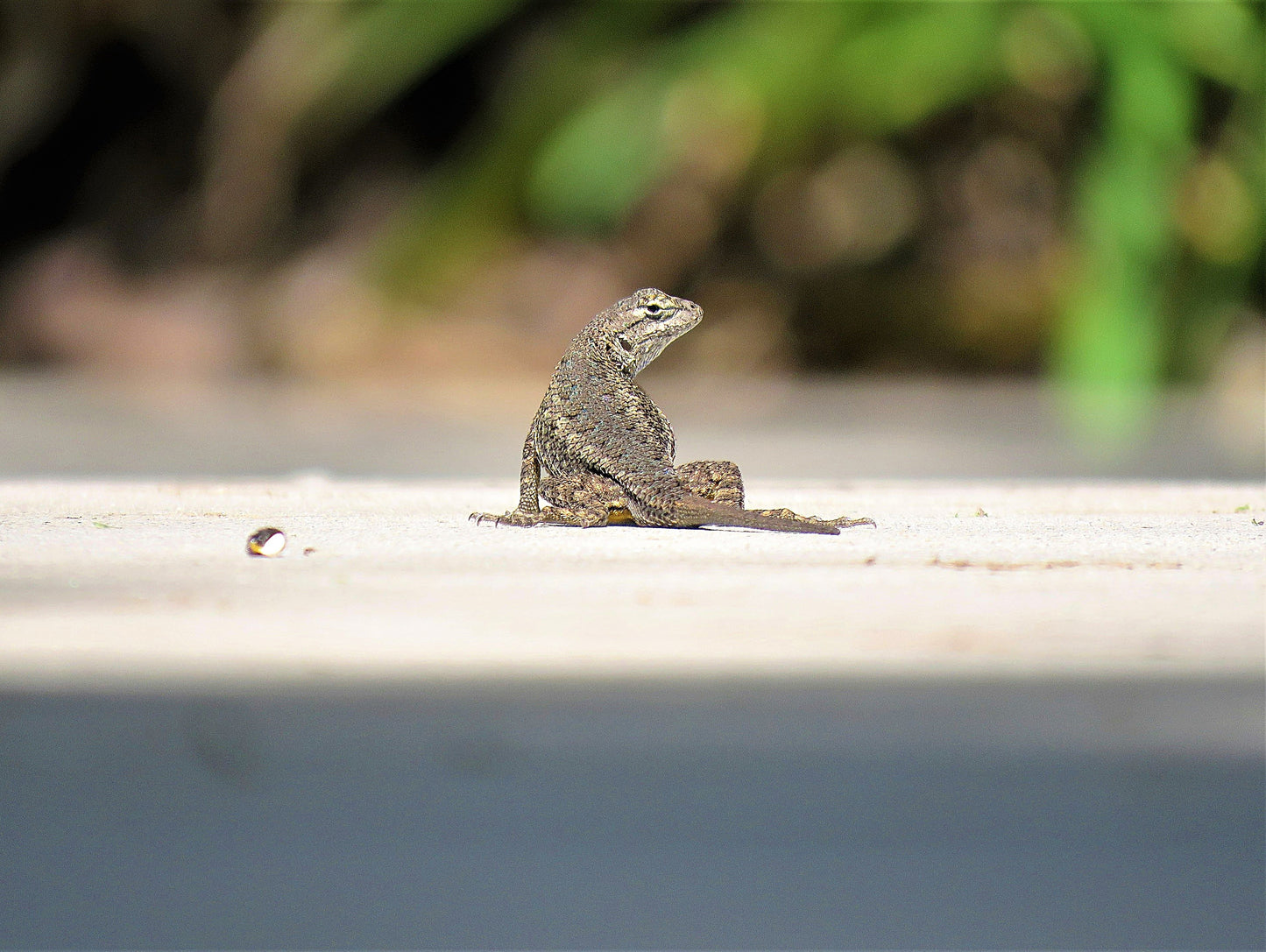 Photo Blue Belly Lizard on Sidewalk in San Bernardino