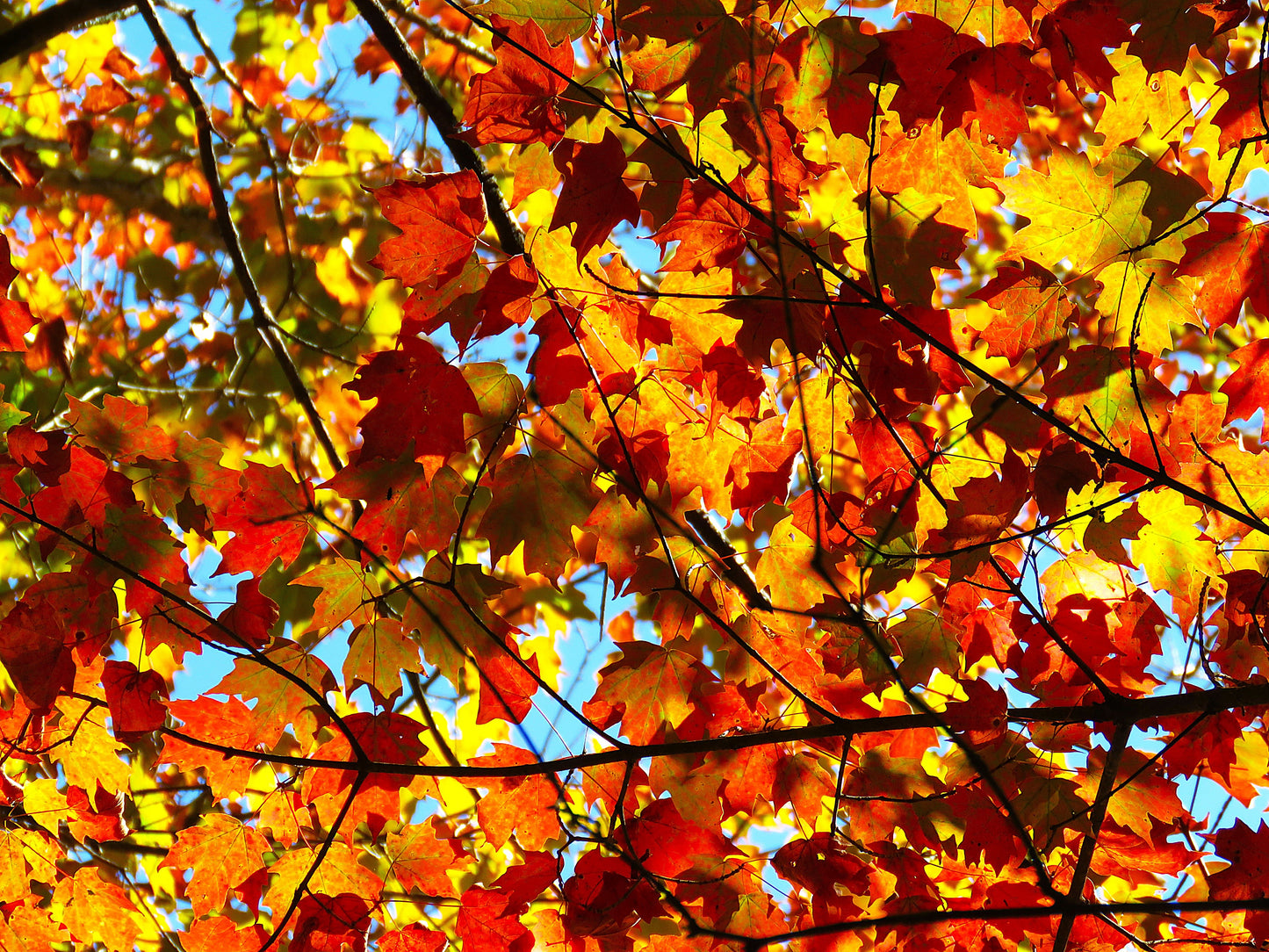 Photo Brilliant Autumn Leaves on Display in the Forest in Tennessee