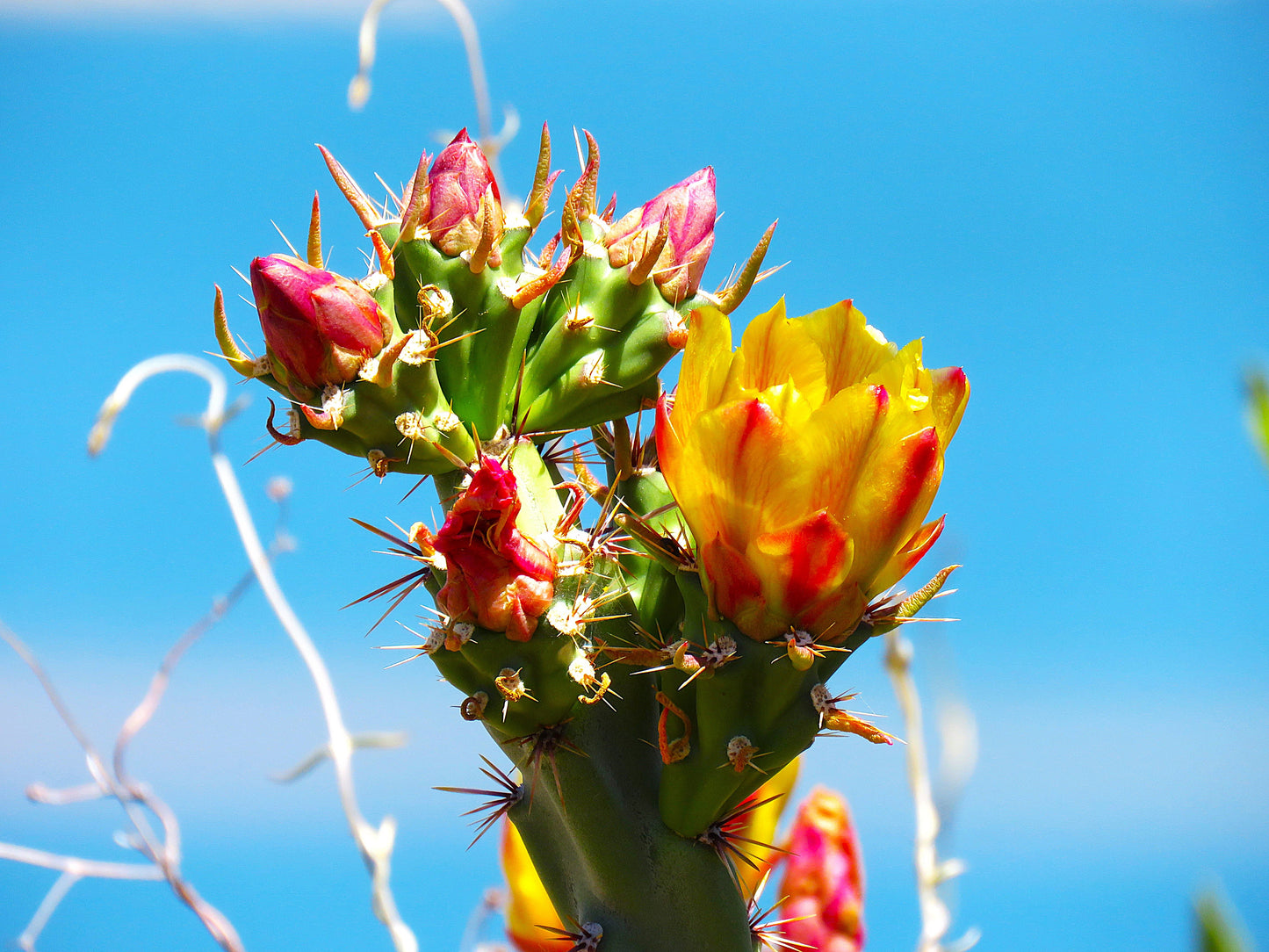 Photo Buckhorn Cholla Cactus Blue Sky Desert Blooms Cave Creek Arizona