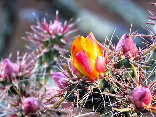 Photo Buckhorn Cholla Cactus Desert Single Bloom Cave Creek Arizona