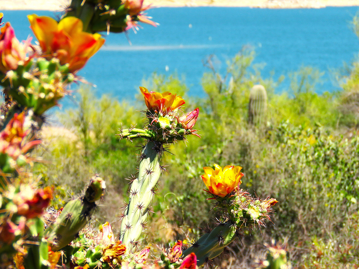 Photo Buckhorn Cholla Cactus Plant Lake Desert Blooms Cave Creek Arizona