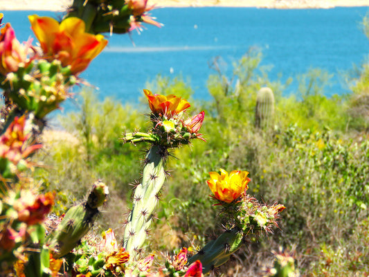 Photo Buckhorn Cholla Cactus Plant Lake Desert Blooms Cave Creek Arizona