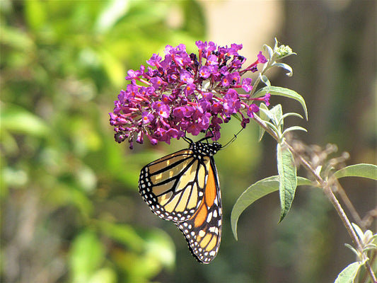 Photo Monarch Butterfly Pink Delight Butterfly Bush Yucaipa California