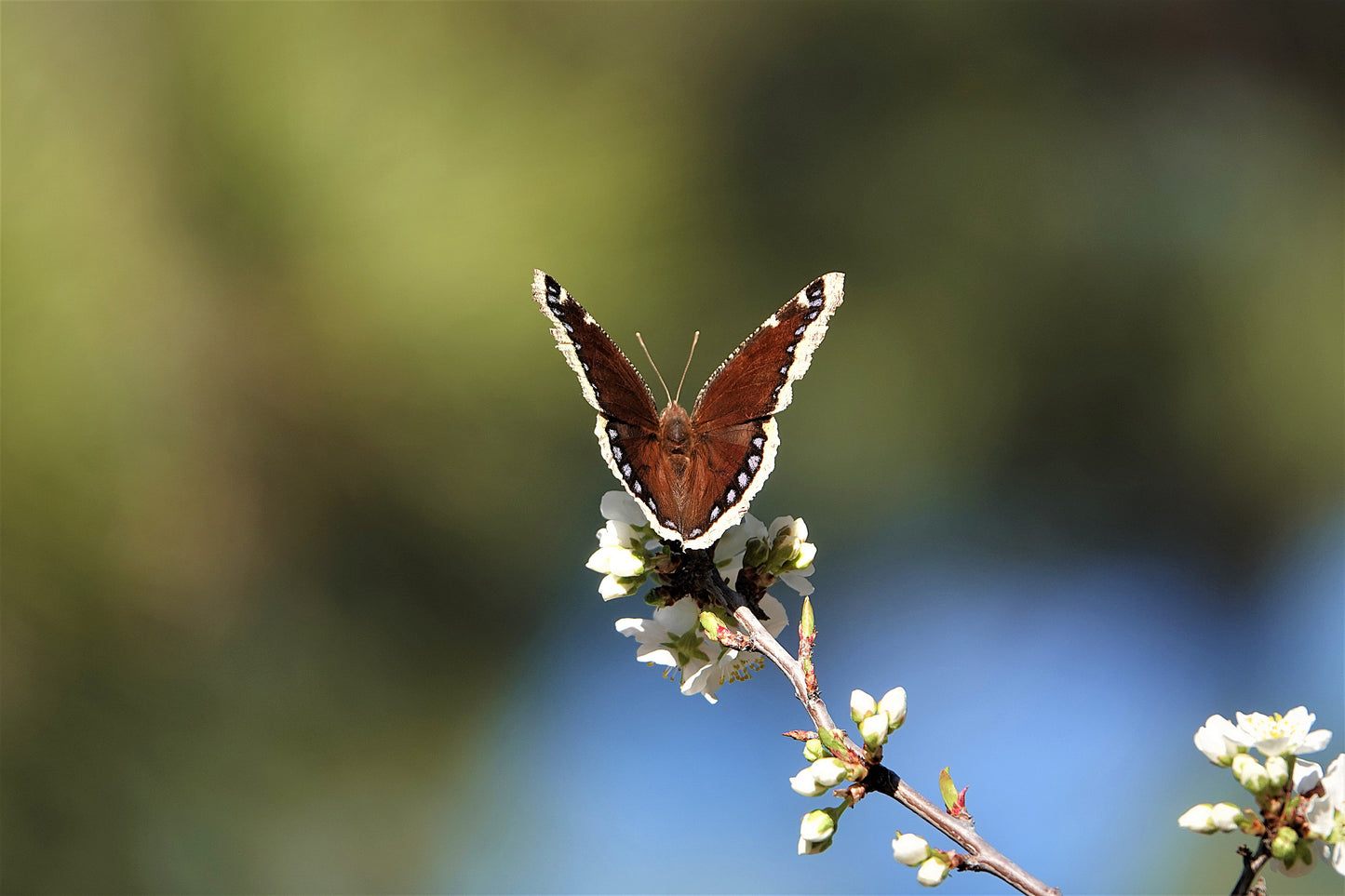 Photo Butterfly Feasting on Flowers Munds Park Arizona