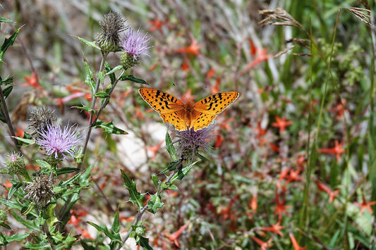 Photo Orange Butterfly on Plumeless Thistle Meadow Duck Creek Village Utah