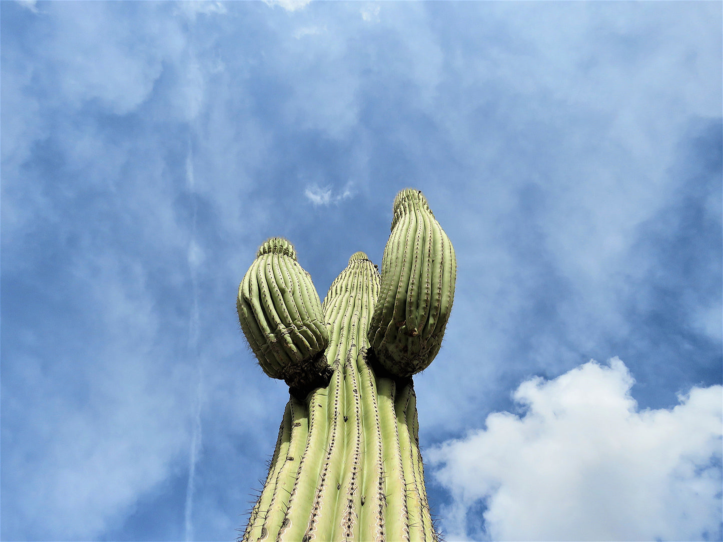 Photo Saguaro Cactus Sky Clouds Cave Creek Arizona